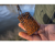 Korum кормушка-клетка для реки River Cage XT XL 220g Korum кормушка-клетка для реки River Cage XT XL 220g