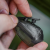 Грузило Korum Bait Gripper 30G Грузило Korum Bait Gripper 30G